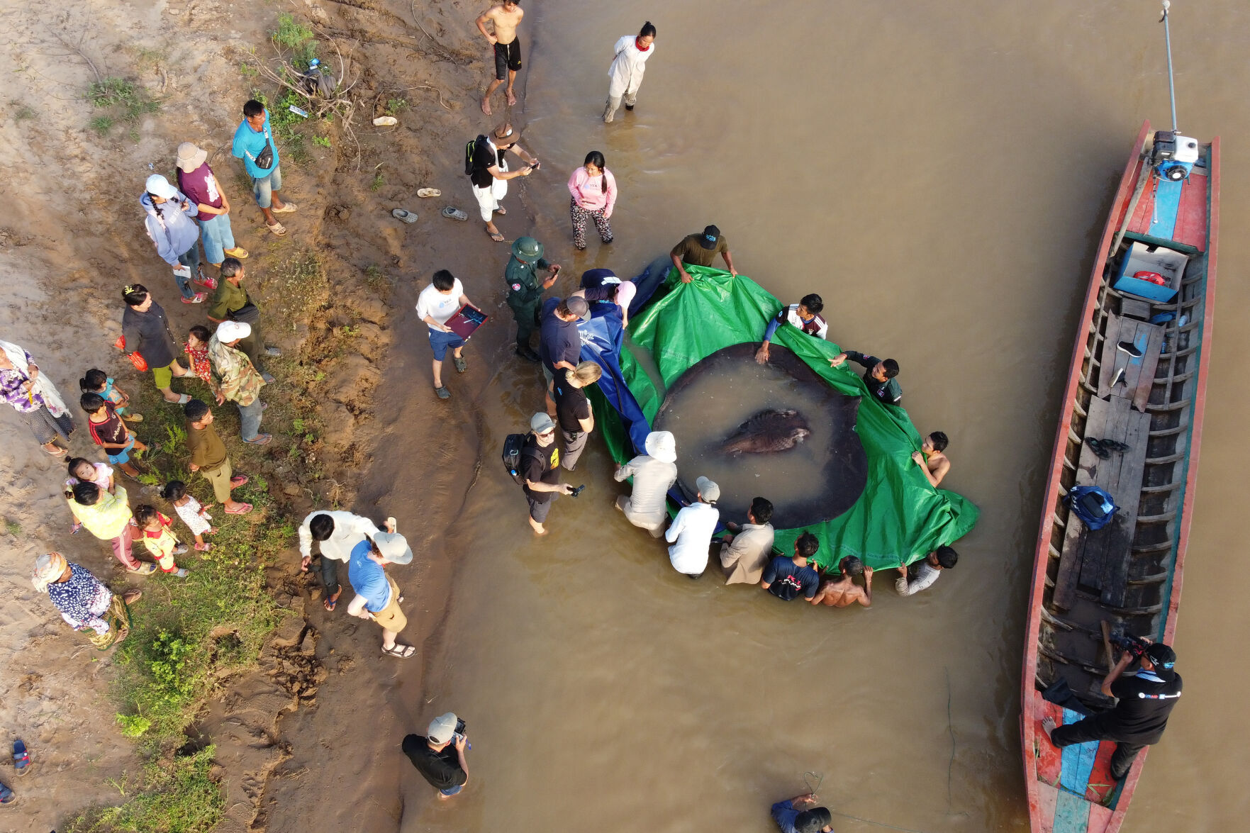 Cambodia Giant Stingray